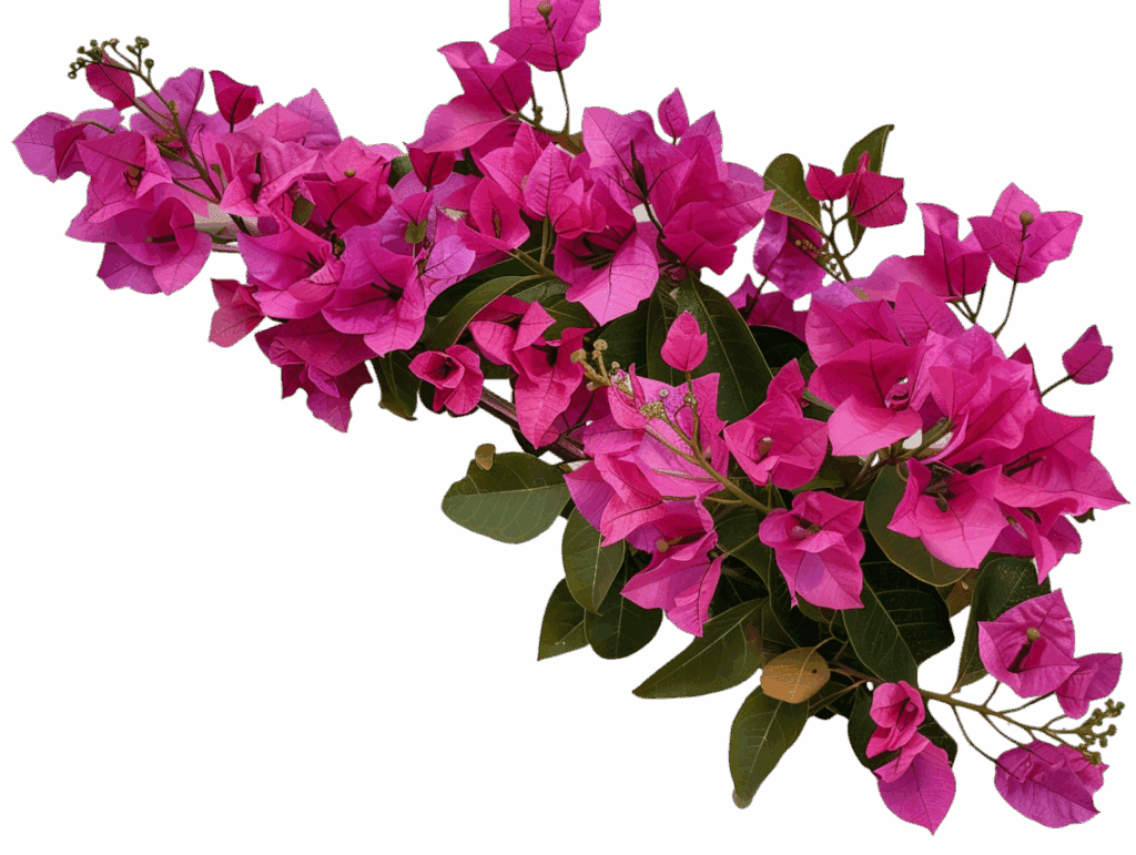 Bougainvillea